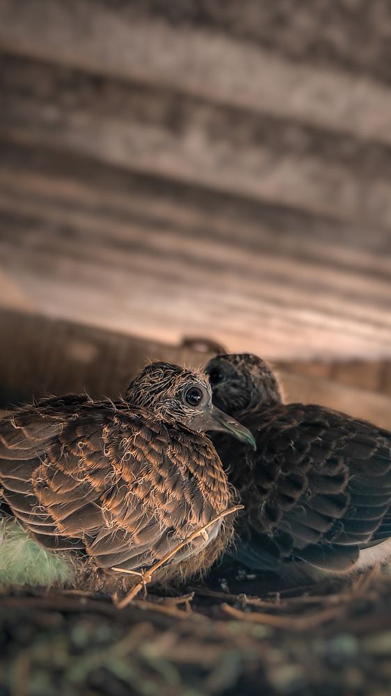 Photograph by Aditya Borah