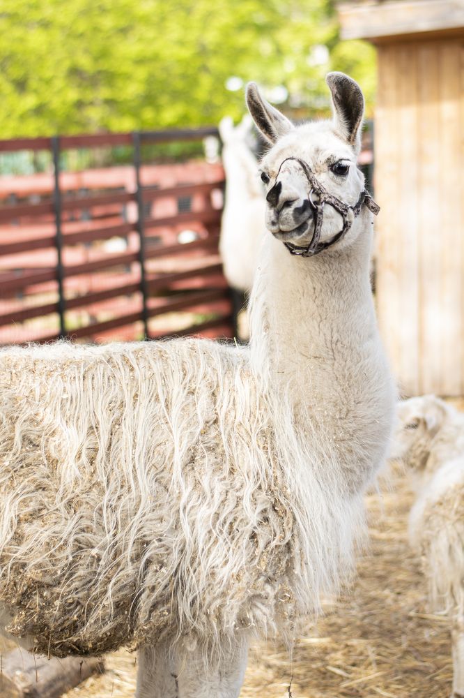 Photograph by Ирина Соколова