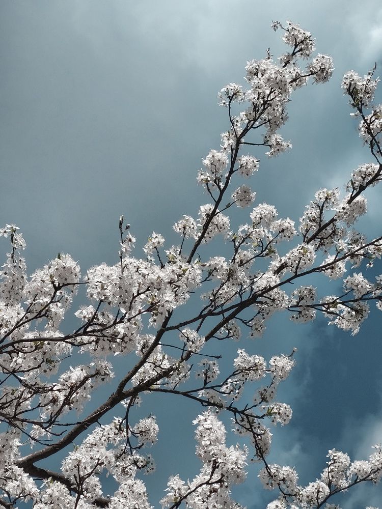 Яблоня в цвету