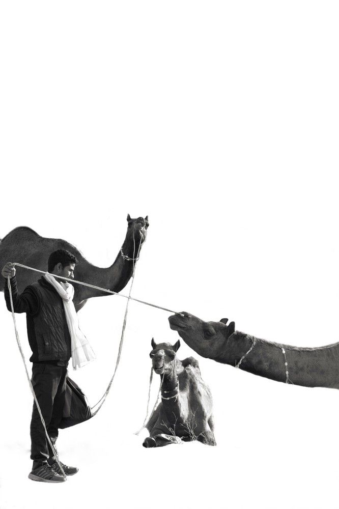 Camel and their  master