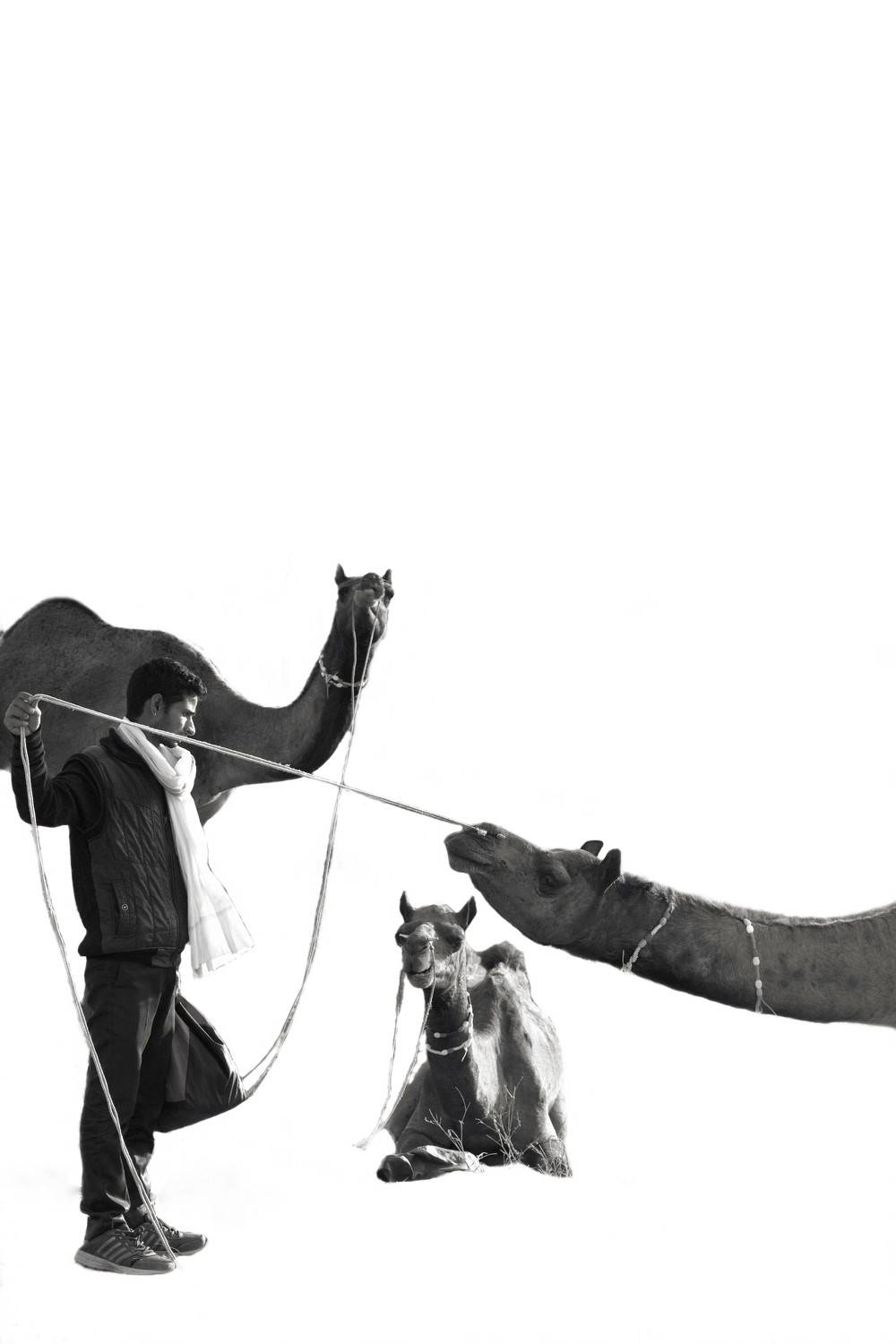 Camel and their  master