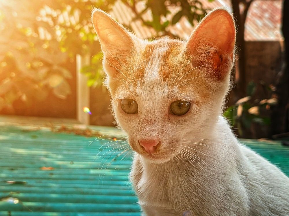 Photograph by Sk. Md. Yeasir Arafat Shohag