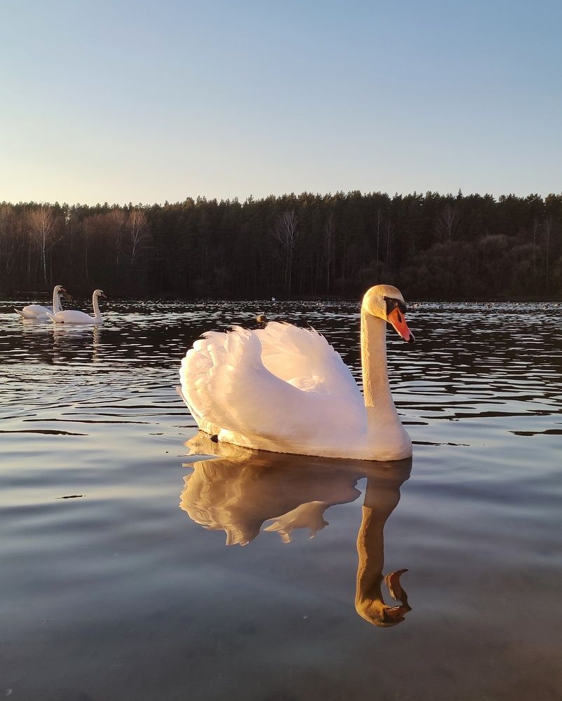 Грациозность