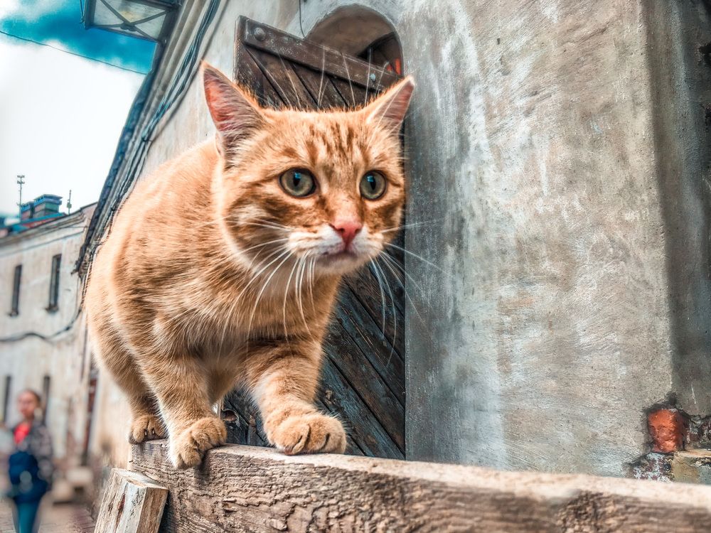 Photograph by Лукаш Варданян