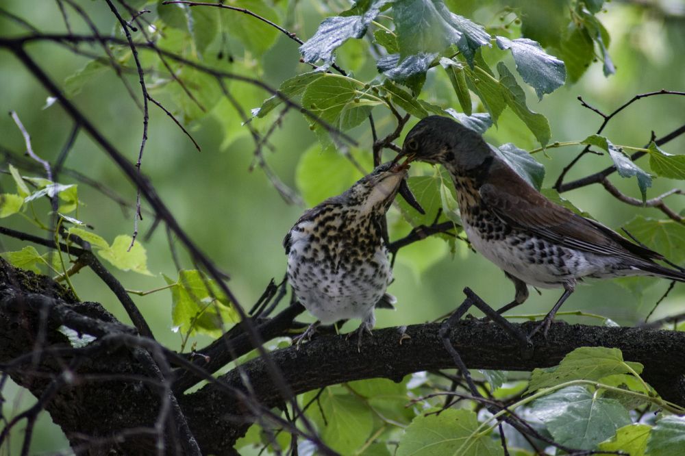 Photograph by Александра Лукашевич