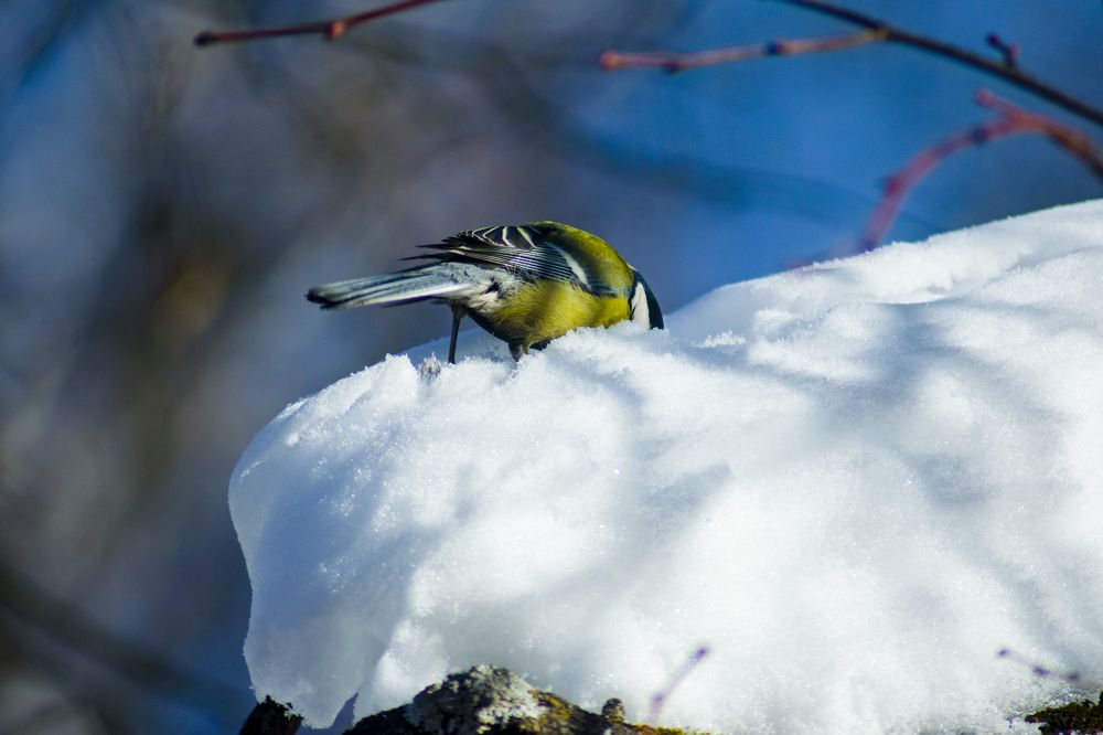 Photograph by Александра Лукашевич