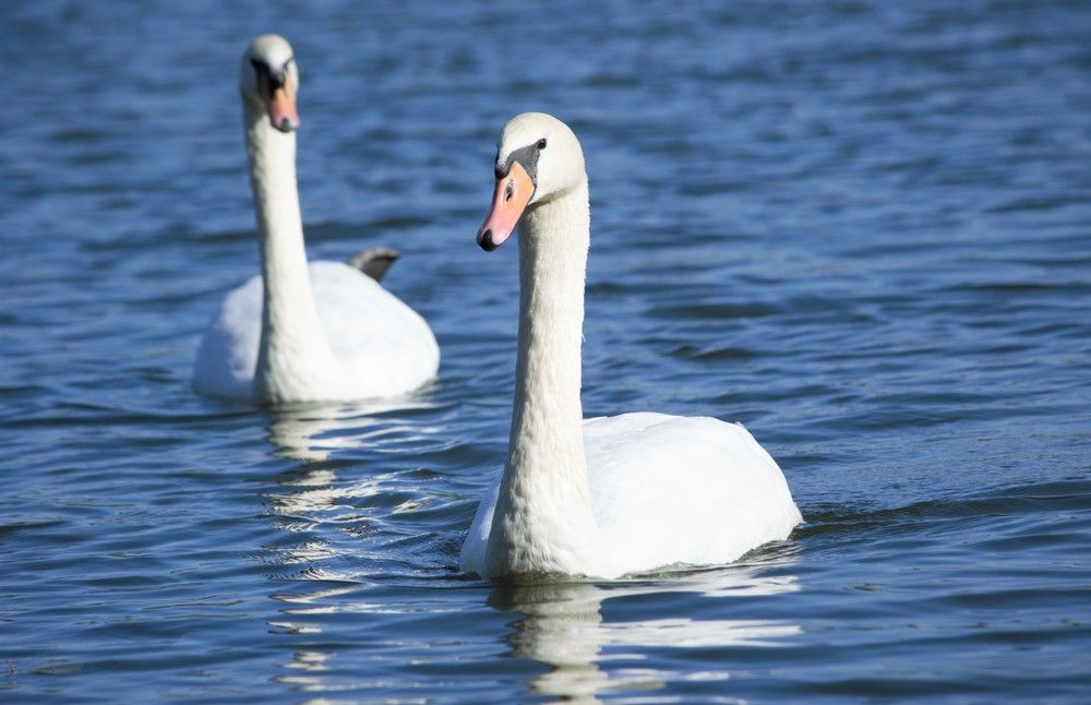 Photograph by Юлия Митюрникова