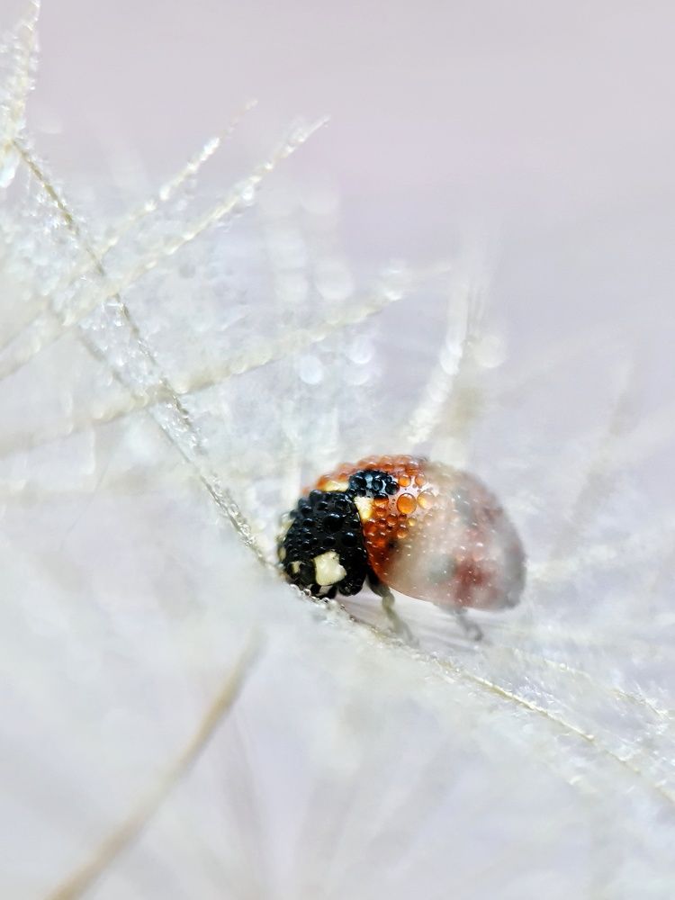 Photograph by Светлана Смирнова