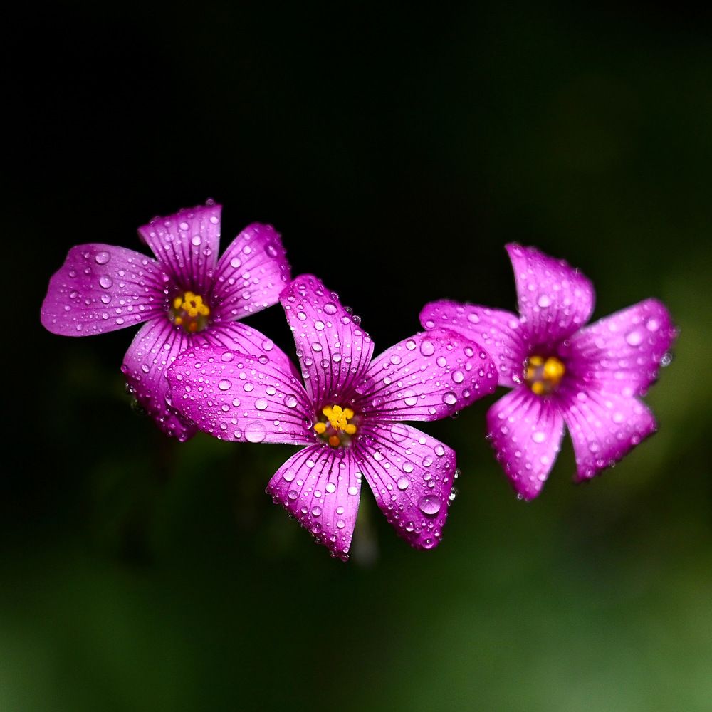 Photograph by Mojgan Sheykhi