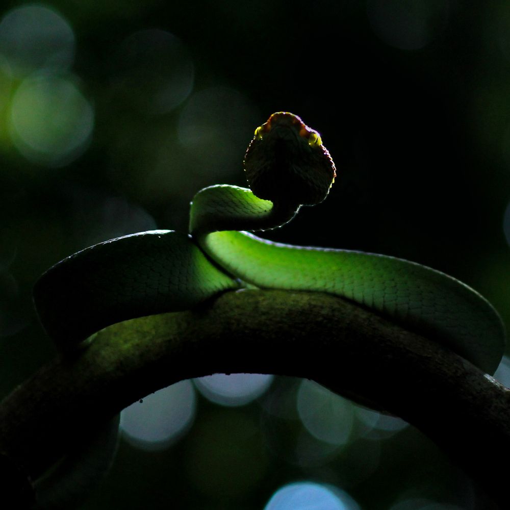 Tropdolaemus subannulatus