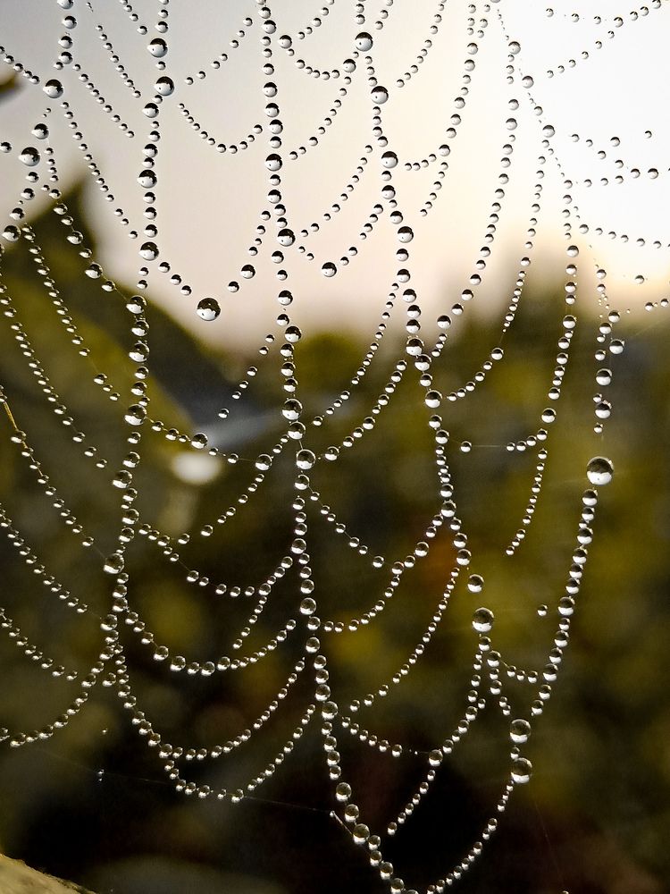 Pearl necklace of nature