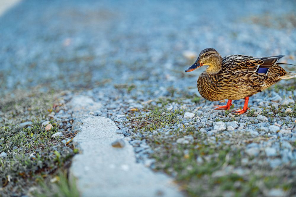 Photograph by Дмитрий Бровко