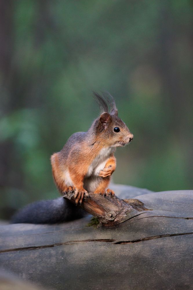 Photograph by Евгения