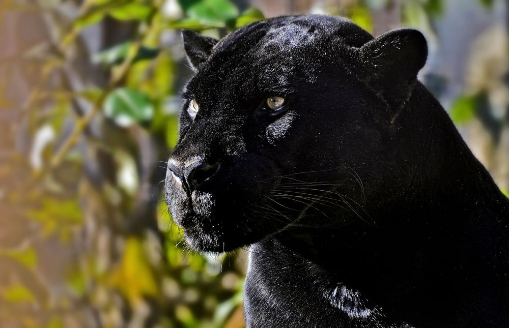 Фотография автора Антип