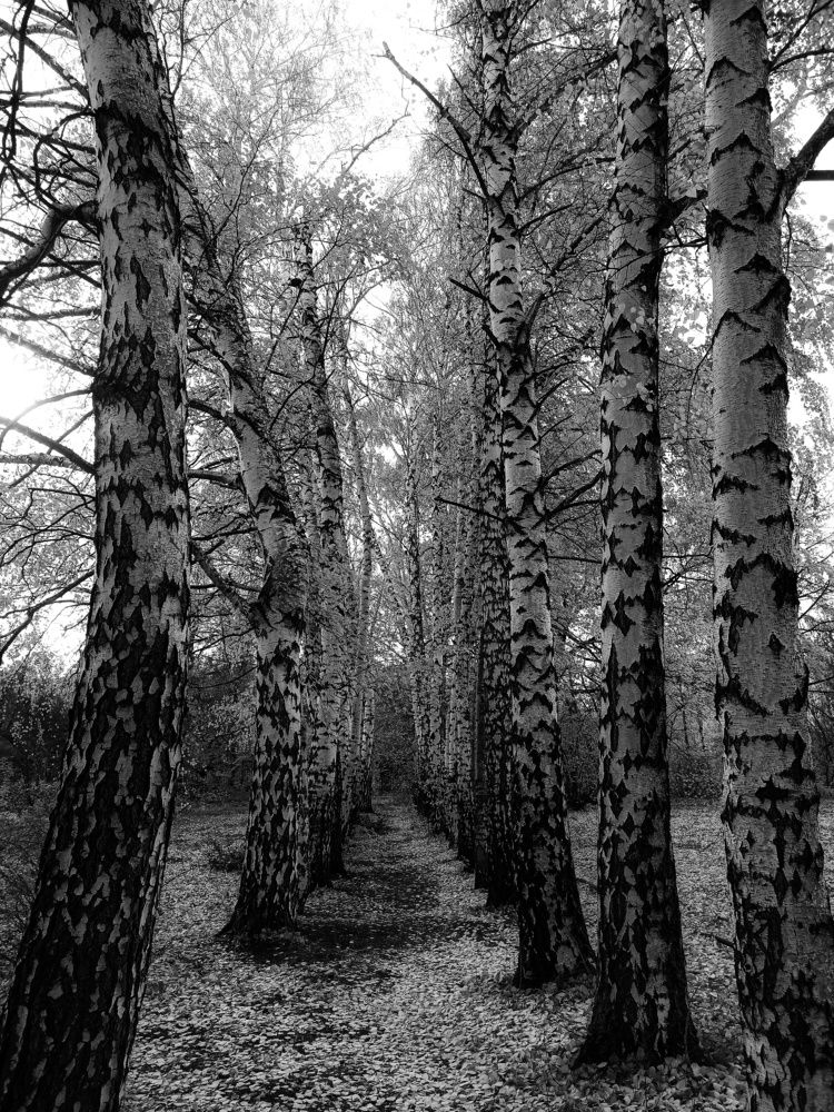 Photograph by Elena Bogomolova