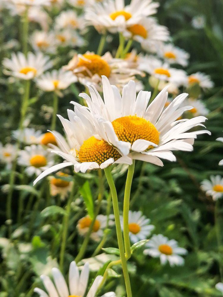 Photograph by Анастасия Хованская