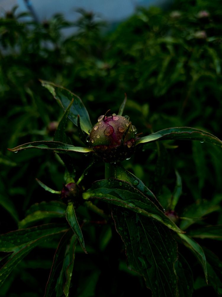 Photograph by Ирина Герлин