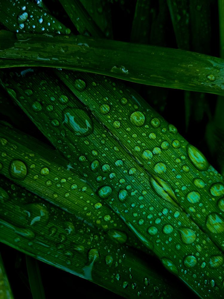 После дождя