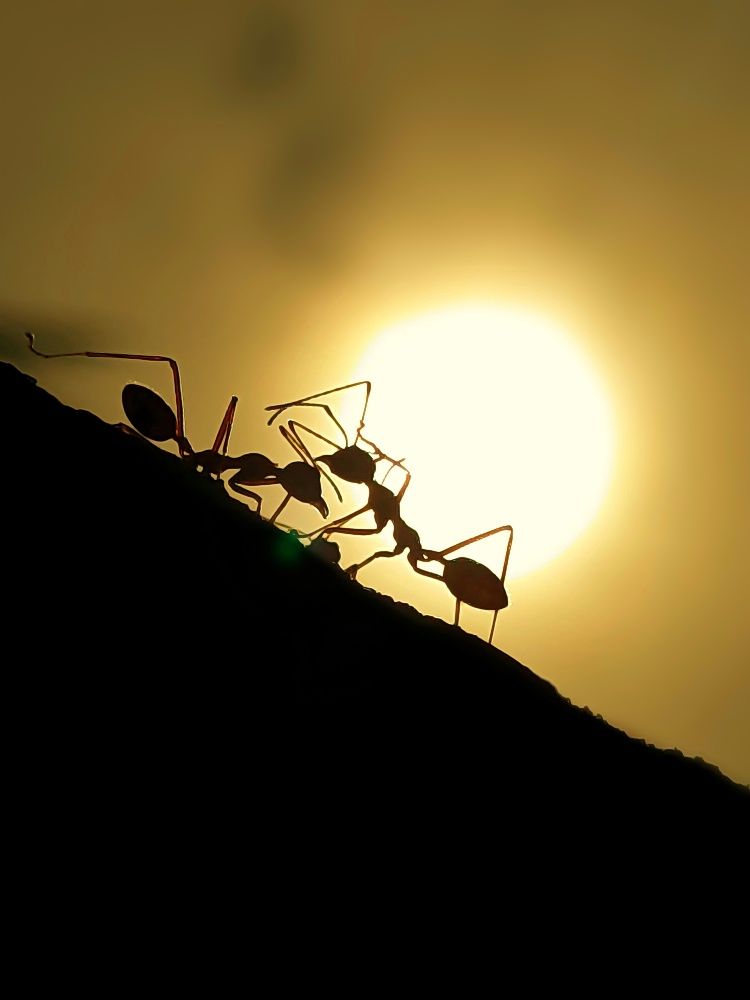 Ants at sunrise