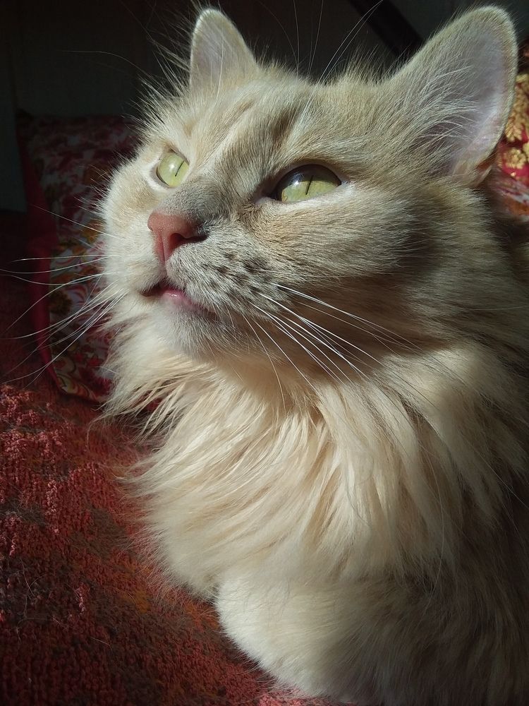 Photograph by Анастасия Кичигина