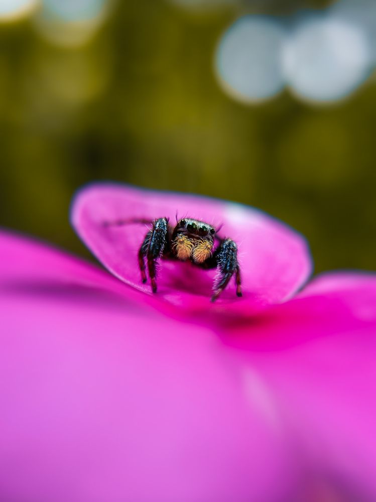 Photograph by NIZAMUDDEEN M