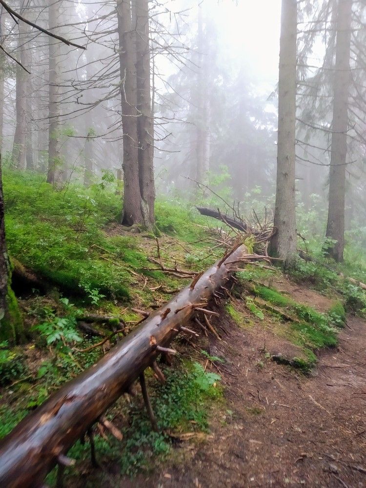 Photograph by Ольга Жаркова