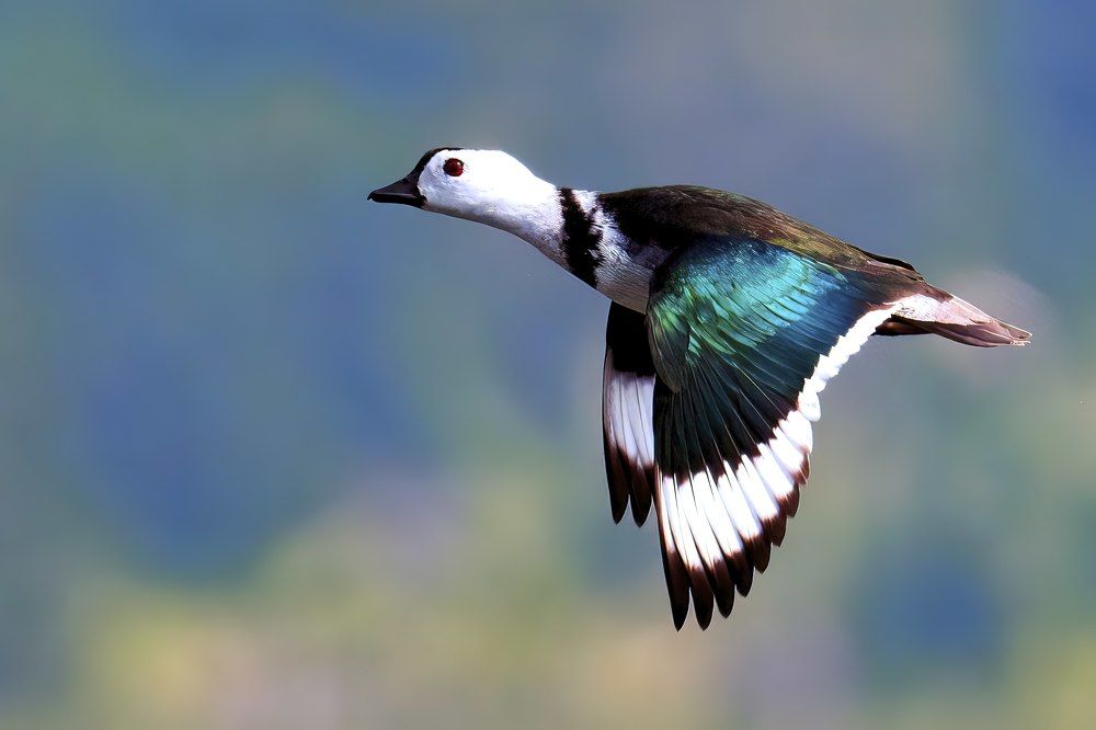 Photograph by Susabhan Banerjee