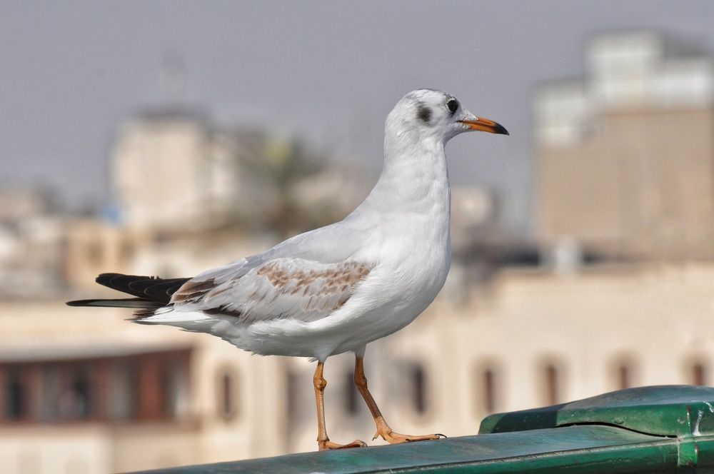 Photograph by علي الساعدي