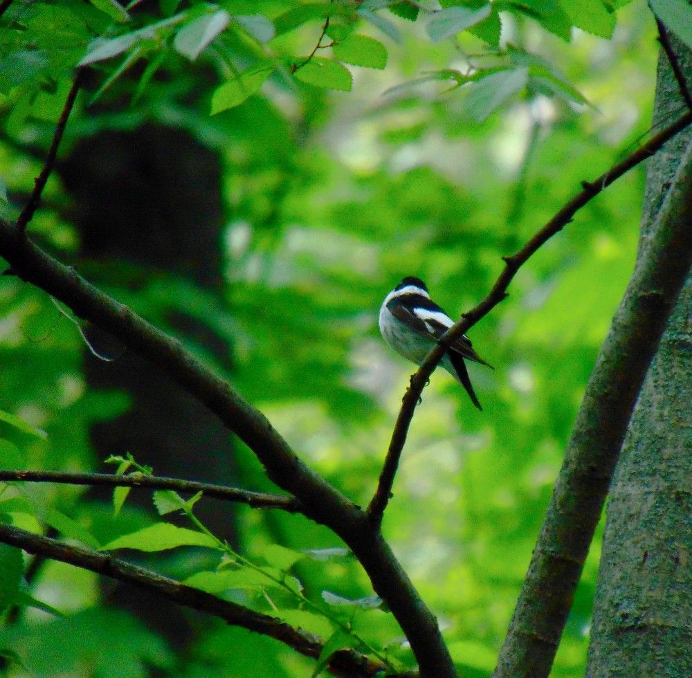 Photograph by Ольга Шевцова