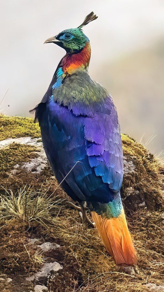 Photograph by Susabhan Banerjee