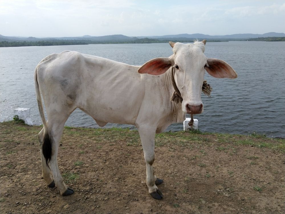 Photograph by sumit sitole