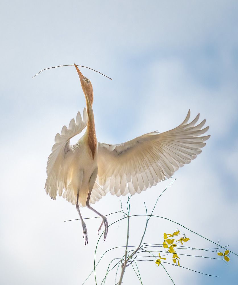 Photograph by Trà Thạch