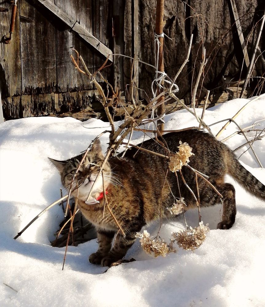 Весна пришла