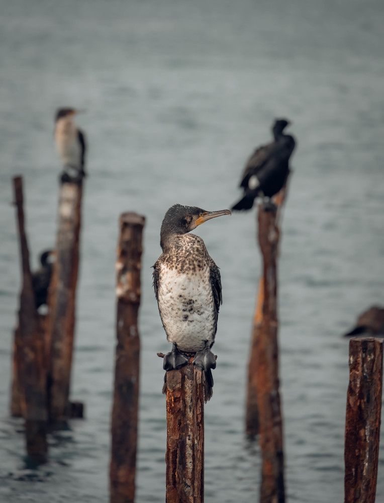 Фотография автора Константин Яковлев