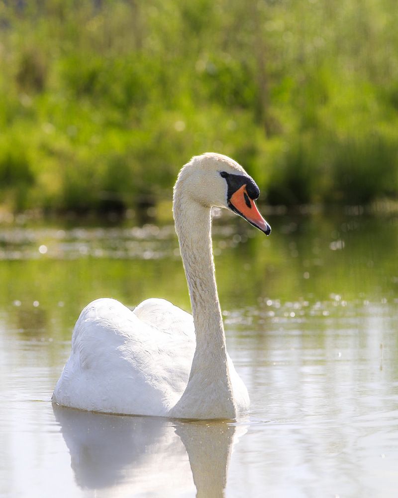 Photograph by Ирина Подгорная