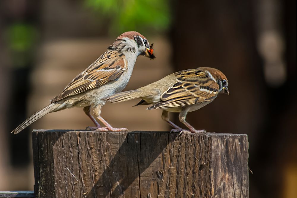 Photograph by Виталий Слёзка