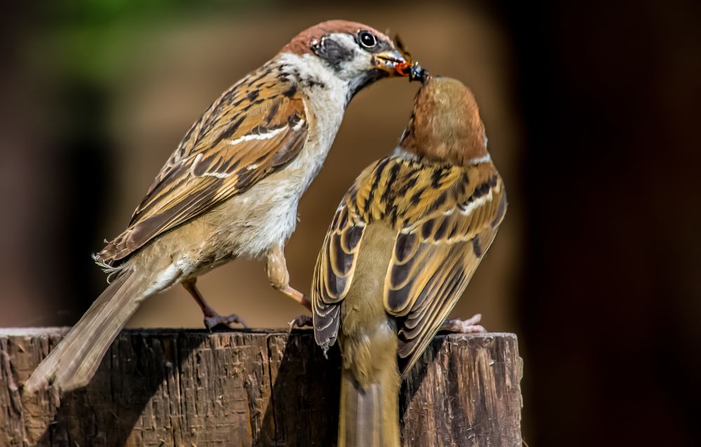 Photograph by Виталий Слёзка