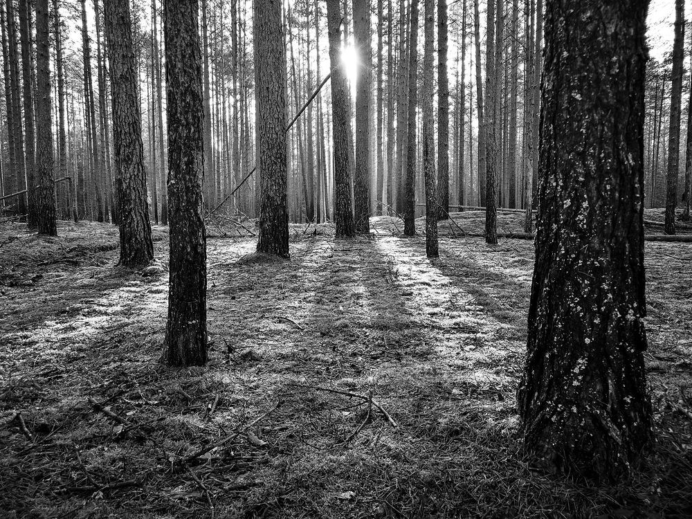 Photograph by Александр Максимов