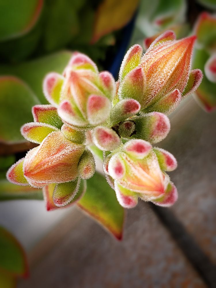 Photograph by Rosana Rossi