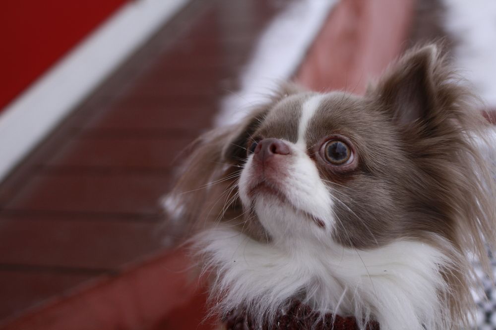 Photograph by Александр Лямцев