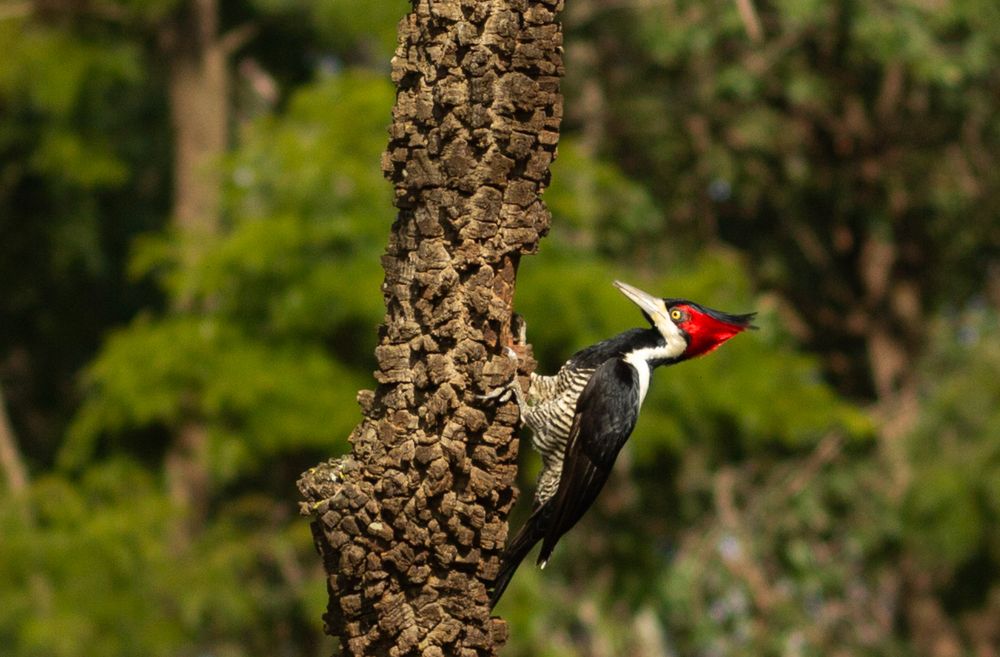 Photograph by Régis Santos