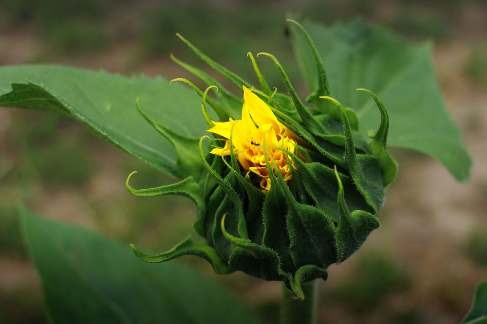 Photograph by Людмила Савчук