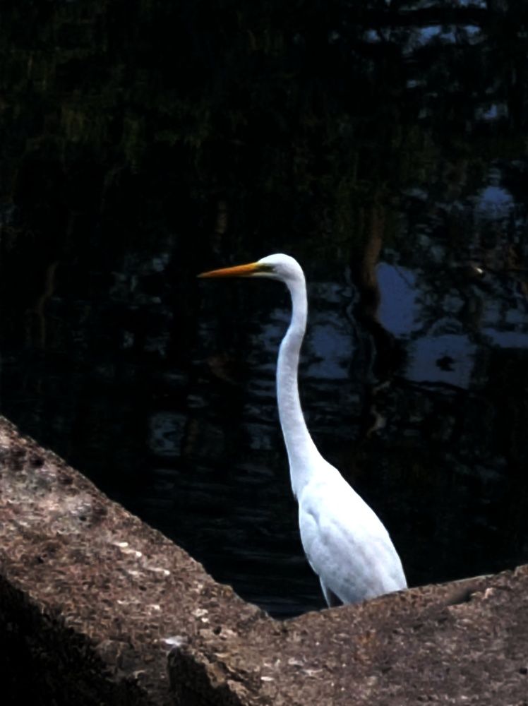 Great egret