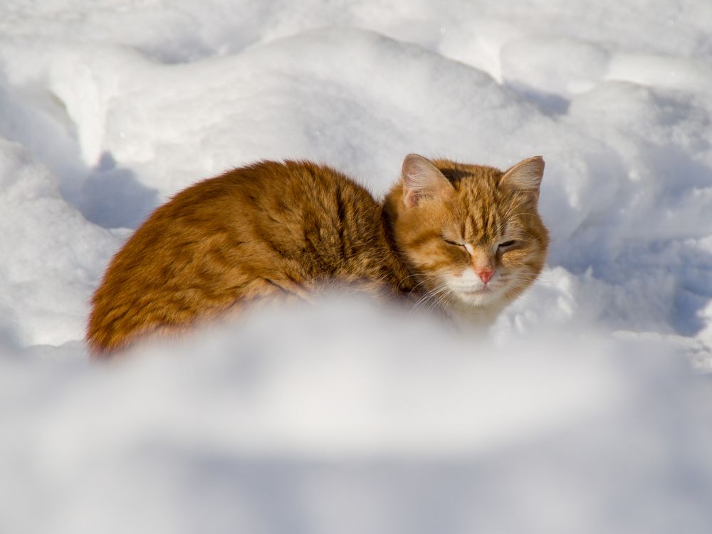 Фотография автора Александр Кадышев
