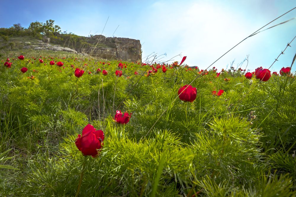 Photograph by Валерий Ситников