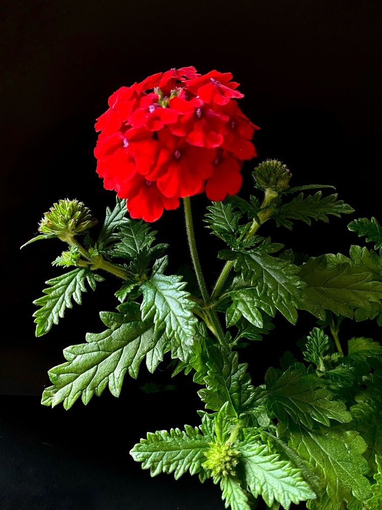 Photograph by Марина Танаева