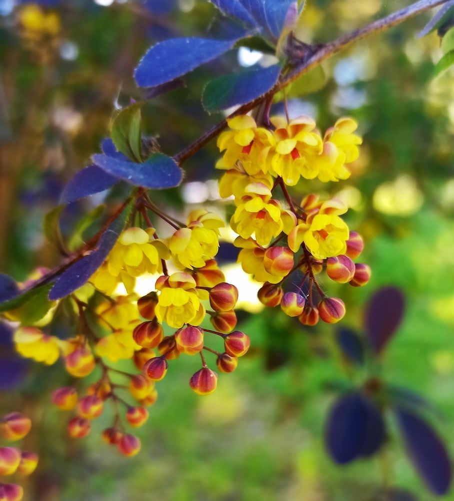 Барбарис  цветёт.