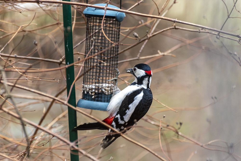 Пестрый дятел.