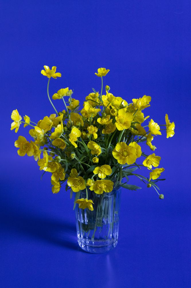 Солнце в стакане