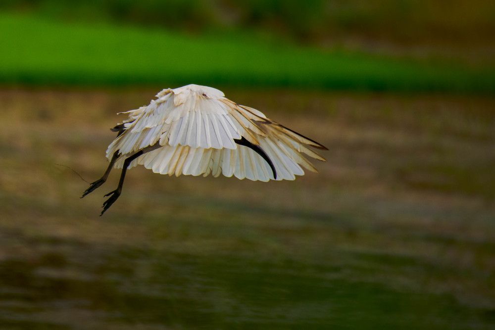 Photograph by Sadhiq MATHILAKATH SIDHIQ